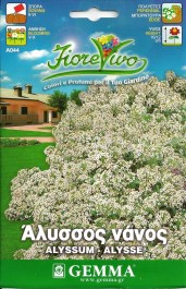 ALYSSUM WHITE SEEDS ΣΠΟΡΟΙ ΑΛΥΣΣΟΣ ΝΑΝΟΣ ΛΕΥΚΟΣ