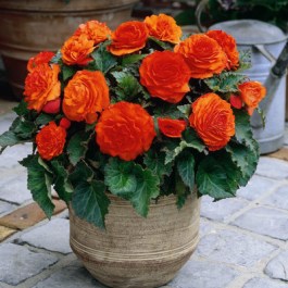 begonia-double-orange