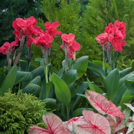 canna-pink