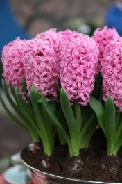 hyacinthous-pink