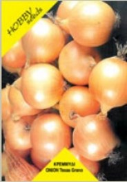 ONION TEXAS GRANO SEEDS ΣΠΟΡΟΙ ΚΡΕΜΜΥΔΙ TEXAS GRANO