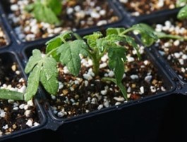 organicgardening.com-seed-starters