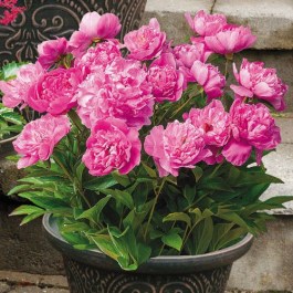 paeonia