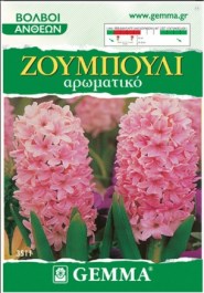 GEMMA HYACINTH BULBS PINK 2 PCS 3511 GEMMA ΒΟΛΒΟΙ ΖΟΥΜΠΟΥΛΙ (ΥΑΚΙΝΘΟΣ) ΡΟΖ 2 PCS 3511