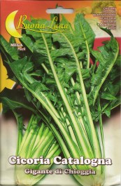 CHICORY GIGANTE DI CHIOGGIA SEEDS ΣΠΟΡΟΙ ΡΑΔΙΚΙ ΓΙΓΑΣ GIGANTE DI CHIOGGIA