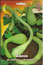 PUMPKIN ZUCCA DI ALBENGA O TROMBETTA ΣΠΟΡΟΙ ΚΟΛΟΚΥΘΙ ZUCCA DI ALBENGA O TROMBETTA
