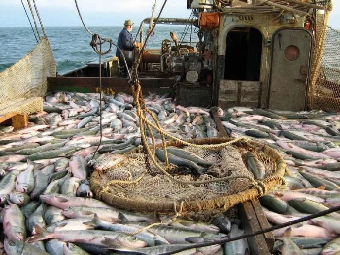 ВАРПЭ создал базу отечественных производителей оборудования для рыбной отрасли