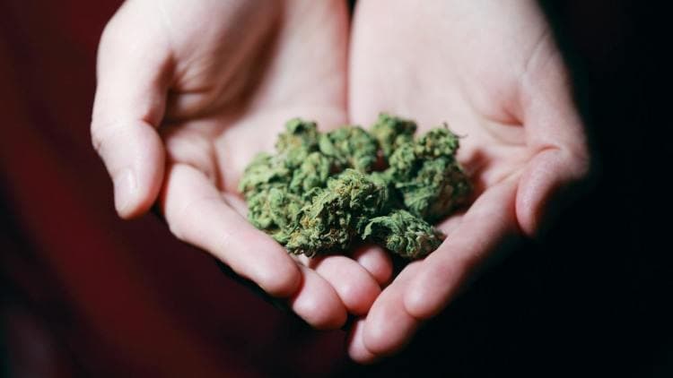 Cannabis: effetti e conseguenze sulla salute psicologica