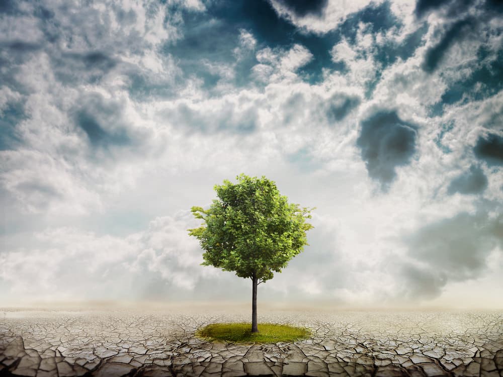 Nonostante tutto: la resilienza
