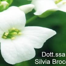 Dott.ssa Silvia Brocca