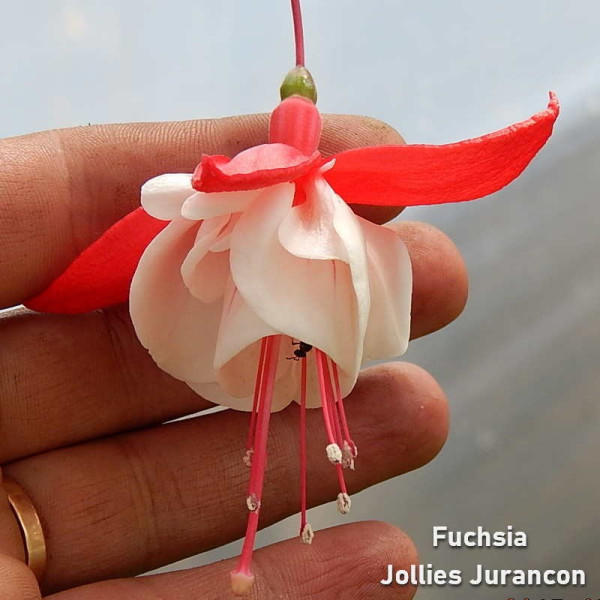 Fuchsia Jollies Jurancon