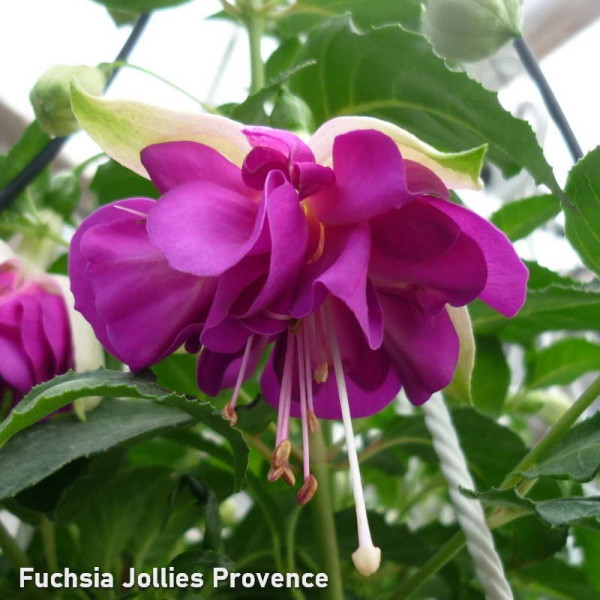 Fuchsia Jollies Provence