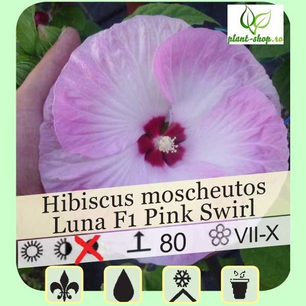 Hibiscus moscheutos Luna F1 Pink Swirl