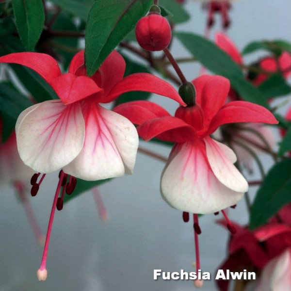Fuchsia Alwin