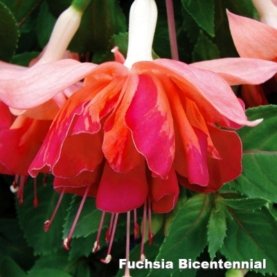 Fuchsia Bicentennial
