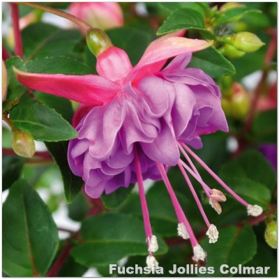 Fuchsia Jollies Colmar
