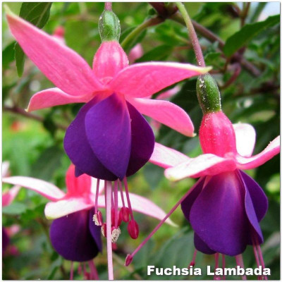 Fuchsia Lambada