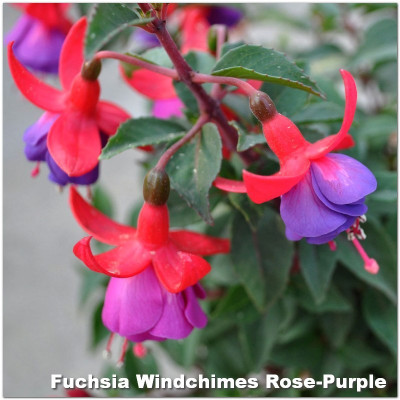 Fuchsia Windchimes Rose-Purple