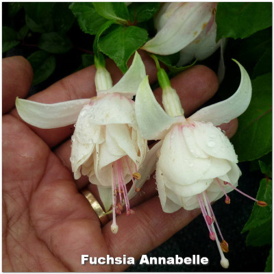 Fuchsia Annabelle