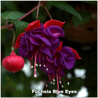 Fuchsia Blue Eyes