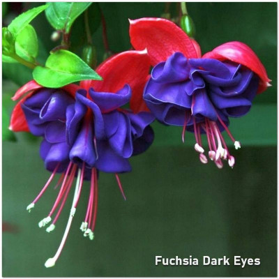 Fuchsia Dark Eyes
