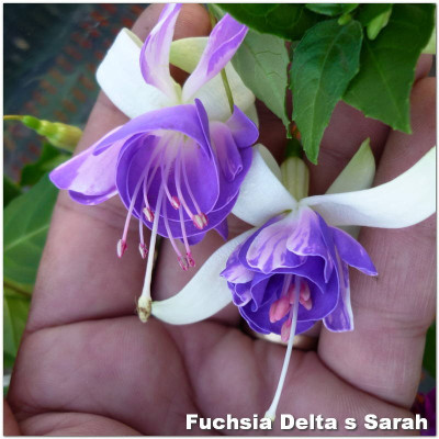 Fuchsia Delat's Sarah