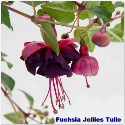 Fuchsia Jollies Tulle