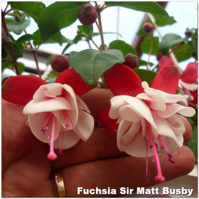 Fuchsia Sir Matt Busby