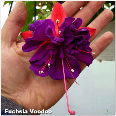 Fuchsia Voodoo
