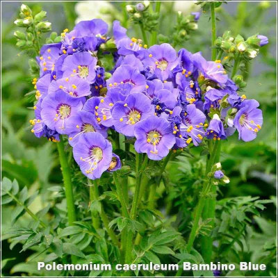 Polemonium Bambino Blue