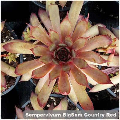 Sempervivum BigSam Country Red