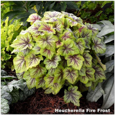 Heucherella Fire Frost