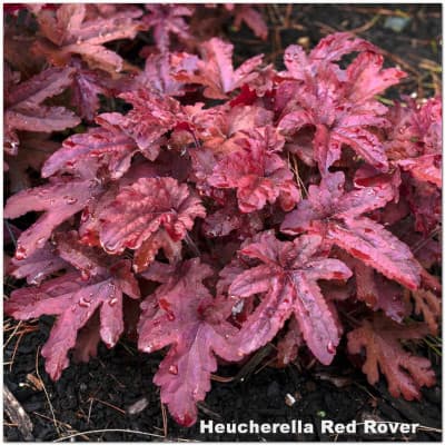 Heucherella Red Rover