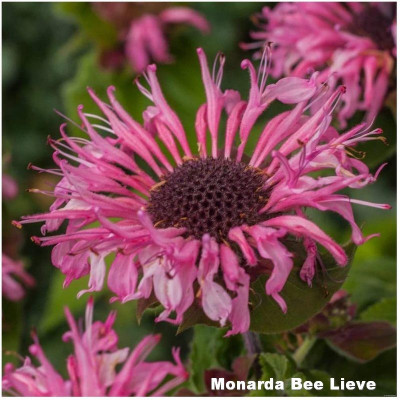 Monarda Bee Lieve