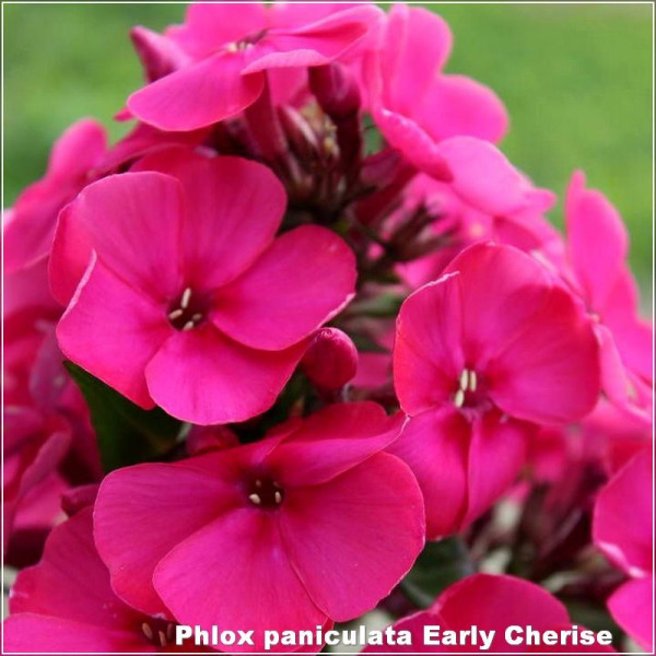 Phlox paniculata Early Cherise