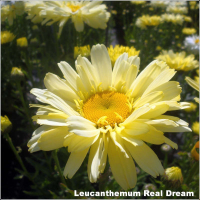 Leucanthemum Real Dream