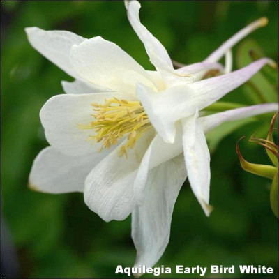 Aquilegia Early Bird White