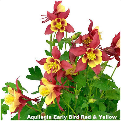 Aquilegia caerulea Early Bird Red-Yellow
