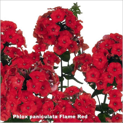 Phlox paniculata Flame Red