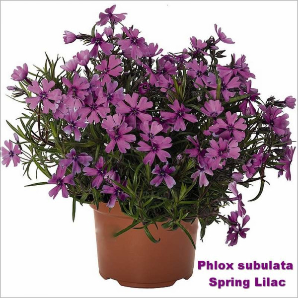 Phlox subulata Spring Lilac