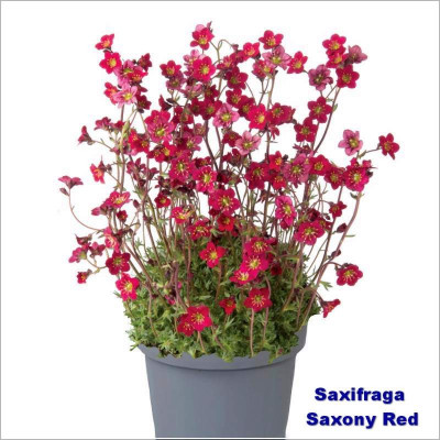 Saxifraga Saxony red