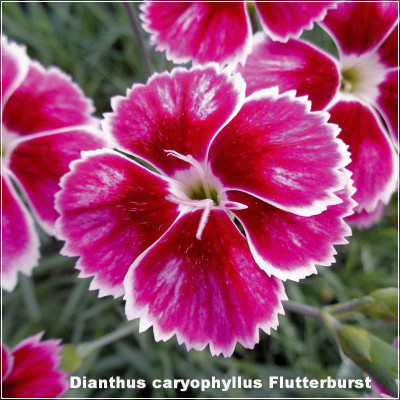Dianthus Flutterburst