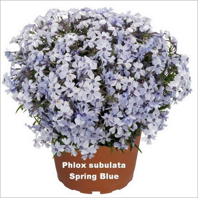 Phlox Spring Blue