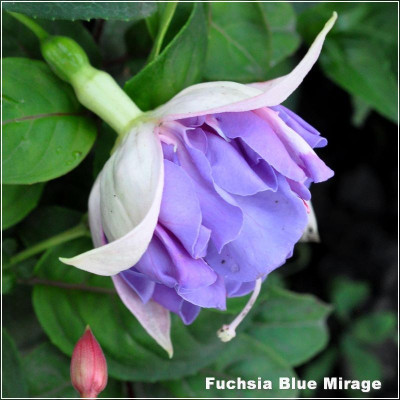 Fuchsia Blue Mirage