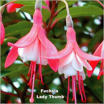 Fuchsia Lady Thumb