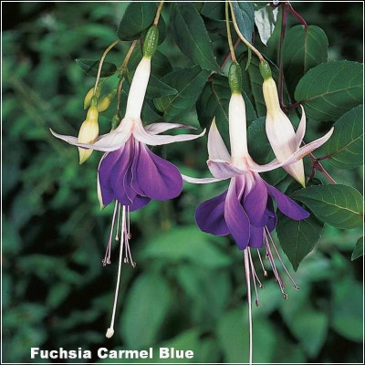 Fuchsia Carmel Blue
