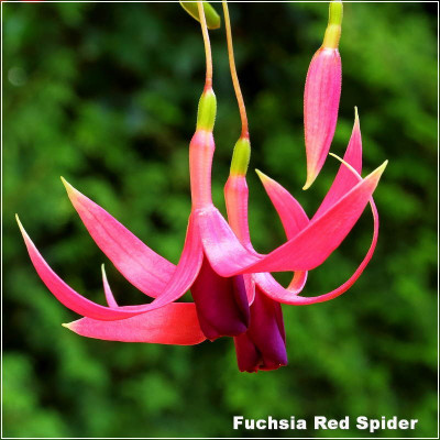 Fuchsia Red Spider