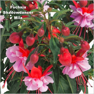 Fuchsia Shadowdancer Mila