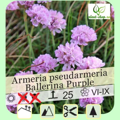 Armeria pseudarmeria "Ballerina Purple"