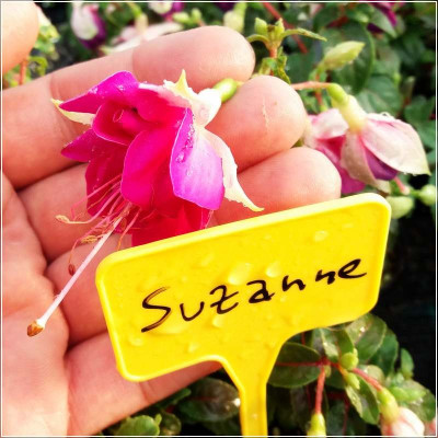 Fuchsia Suzanne
